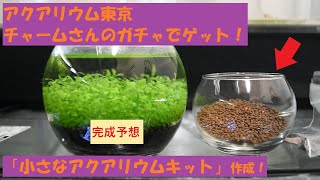 チャームさんのガチャガチャでゲットした「小さな水草アクアリウムキット」を作成！アクアリウム東京のイベントで入手。【グピ】