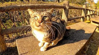 公園のベンチに座っていた猫、一旦は逃げたけどやっぱり撫でられにきた