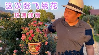 （园艺篇114）一直看我大刀破斧修剪月季玫瑰，今天来个温柔的张飞绣花。对开花性好之前修剪底子也好的月季可以抢一波花。