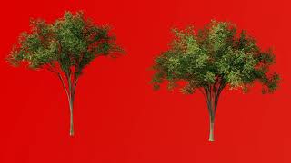 3d tree green screen in wind for post production full hd 1080 green screen 2021 tree wawing/ tree 09