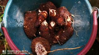 Harvesting Taro Root - Container Garden