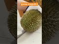 ทุเรียนสาลิกา กะปง จ.พังงา ทุเรียนไทย ทุเรียนสาลิกา ปอกทุเรียน durian