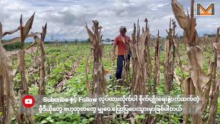 #Kubota ความรู้การเกษตร EP.01 ตอนปลูกถั่วหลังปลูกข้าวโพด(Myanmar Subtitle) ​မြေပဲစိုက်ခြင်း