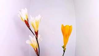 Flower Blooming Time Lapse (Ixia and Freesia)