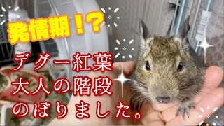 【デグー】アンデスの歌うネズミデグー紅葉がついに発情期！？大人の階段のぼります(発情期鳴き？めっちゃびっくり！）/ Degu in the estrus