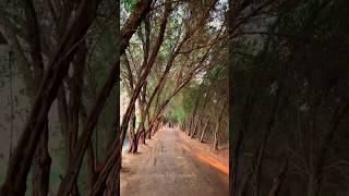 🍃🌿Karzakan Forest (sumathi valavu) Bahrain🇧🇭 #youtubeshorts #bahrain #shorts