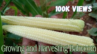 Growing and Harvesting Babycorn | How to grow Babycorn from seeds