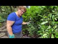 garden maintenance deadheading 🌸✂️🌿