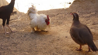 Chakor vs rooster  chakor ki jang fight