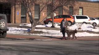 Murphy (Labradoodle) Advanced Obedience Demonstration