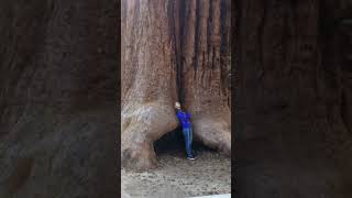 The gigantic sequoia trees in the magical Sequoia National Park, California 🌳