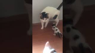 Anne Kedim Annesiz Yavru Kediyi İstemiyor #Shorts #funnyanimals #funnyvideo