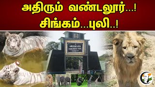 அதிரும் வண்டலூர் சிங்கம் புலி  | Vanduloor Zoo |  Chankyaa News -22.04.2023