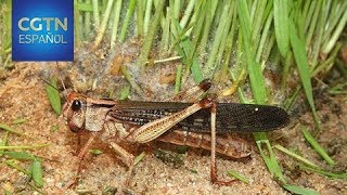 Peor invasión en 25 años arrasa con tierras de cultivo en Somalia