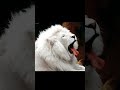 Amazing Animal Transformation. 💥🦁🐎🐻 #animals #animaltransformation #trendingshorts #shorts