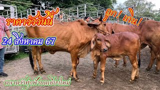 คะแนนวัววันนี้ 24 สิงหาคม 2567 