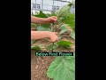 eggplant farming techniques remove side branches satisfying short