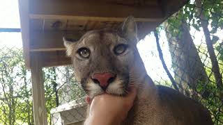 Meeka the cougar enjoying some thumb sucking at 2 years old