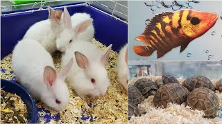 Visit to a Pet Shop| Pet Store Tour