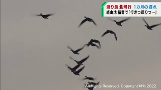 渡り鳥の北帰行は１カ月遅れ　ガン７万羽が宮城県内にとどまる（20220303OA)