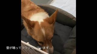 【コーギー】雷が怖い　メテさん