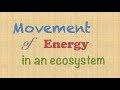 Movement of Energy in an Ecosystem