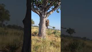 Leopard FALLS ON Hyena | andBeyond Nxabega | WILDwatch