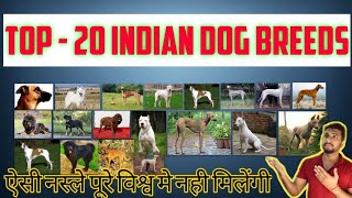 Indian Dog Breeds | Top - 20  | भारतीय कुत्तो की सबसे अच्छी नस्ले