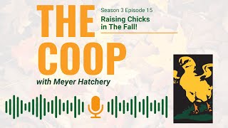 Raising Chicks in The Fall! - The Coop Podcast - Season 3 Episode 15