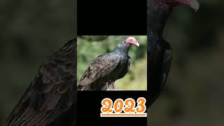 2023 of vulture and 6000 bce of vulture👉🔥#shorts