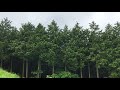 【癒し】田舎暮らし　梅雨の音　雨音と鳥の声　sound of rainy season