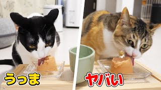 はじめてのちゅーるタワーが美味しすぎて悪人顔になってしまう猫たち