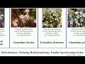 bedecktsamer ordnung heidekrautartige familie sperrkrautgewächse phlox bicolor angiosperms hoher