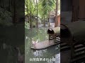 台灣深度旅遊苗栗三義卓也小屋 台灣旅行 台灣旅遊 台灣自由行