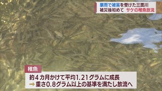 村上市の三面川でサケの稚魚を放流 豪雨被害乗り越え50万匹　スーパーJにいがた2月14日OA