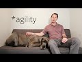 just how lazy are great danes what to expect as an owner great dane care