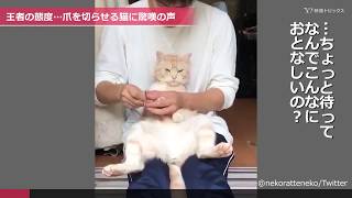 王者の態度…爪を切らせる猫に驚嘆の声