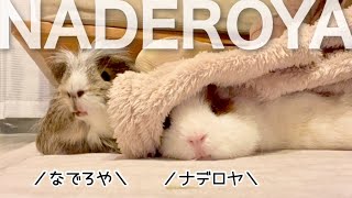 ナデロヤの圧力【モルモット】Guinea pigs who want to be petted