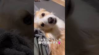 ナデナデをやめないで欲しいと目で訴えかけてくる犬【ボーダーコリー】#shorts