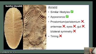 Rooting Dickinsonia: the pre-Cambrian Wanderer on the Phylogenetic tree