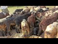 mallepalli sheep market macherla kids