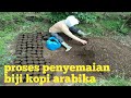 Cara Menyemai Bibit Kopi Arabika Yang Baik.