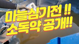 [마늘명가 TV] 2023.09.12. 마늘명가 드디어 2024년이 기대되는 마늘심기 초읽기!!(트렉터와 소독약부터 준비!!)