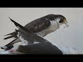 【閲覧注意】オオセグロカモメを捕食するハヤブサ　a falcon preying on a slaty backed gull