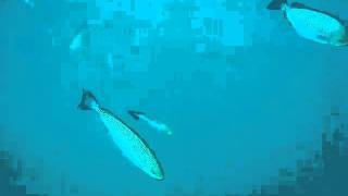 Thailand Koh Tao Diving [SAIL ROCK] 12