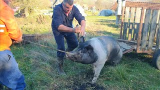 Klanje svinje pištoljem - Mesar Čaki