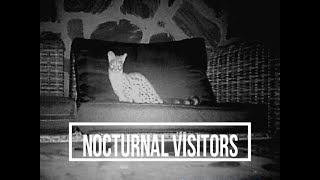 Nocturnal Visitors