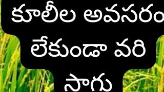 వెదజల్లే పద్ధతి -వరి సాగు (part- 1)