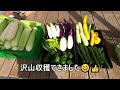 22 06 25 白い恵味初のトウモロコシ（生でもok）収穫😊👍色んな野菜も収穫😊母親の畑の野菜にアザミウマ（スリップス）発生😢【要注意】（概要v）