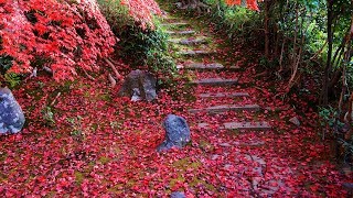 2018 京都 東山　金戒光明寺　紅葉